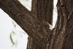 Cryptotympana facialis