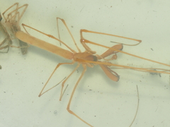 Tetragnatha hasselti