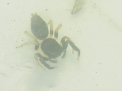 Thiania bhamoensis
