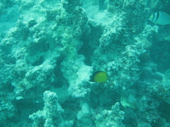 Chaetodon melapterus