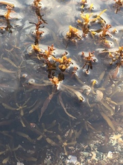 Sargassum muticum