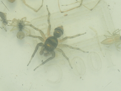 Phintella vittata