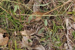 Desmodium rhytidophyllum