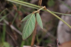 Desmodium rhytidophyllum