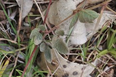 Desmodium rhytidophyllum