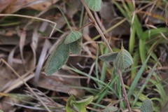 Desmodium rhytidophyllum