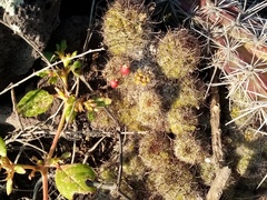 Mammillaria mazatlanensis