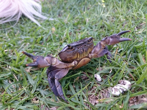 Potamonautes perlatus