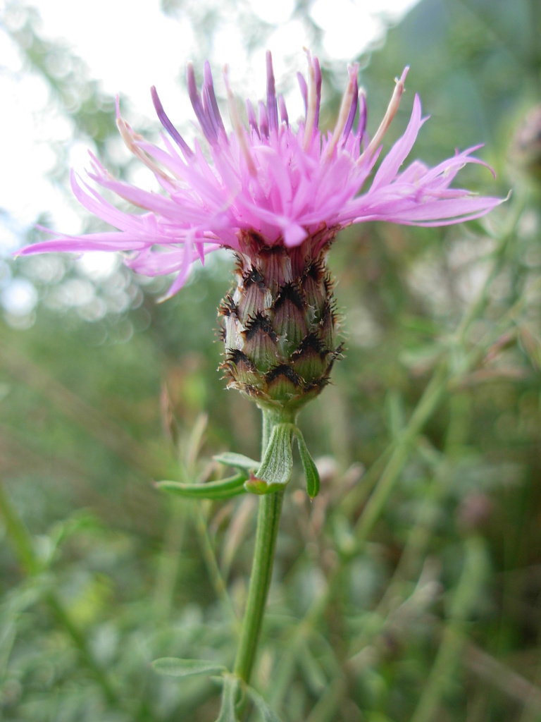 Centaurea arrigonii