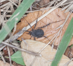 Eumesosoma