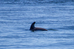 Sagmatias australis