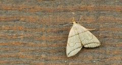 Herminia grisealis