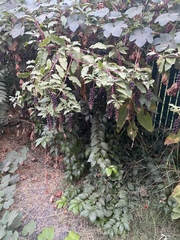 Phytolacca americana
