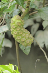 Montrichardia linifera