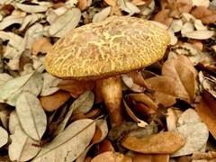 Xerocomellus bolinii