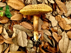 Xerocomellus bolinii