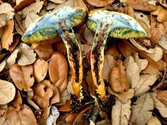 Xerocomellus bolinii