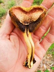 Xerocomellus bolinii