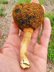 Xerocomellus bolinii