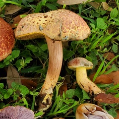 Xerocomellus bolinii