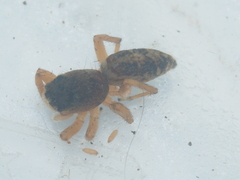 Cosmophasis thalassina