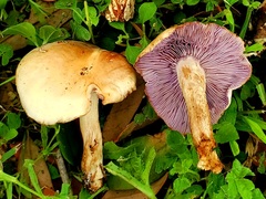 Asproinocybe
