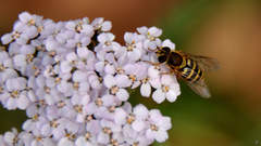 Syrphus ribesii