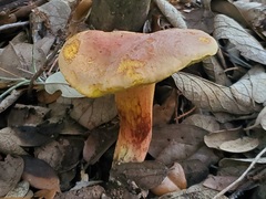 Xerocomellus bolinii