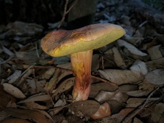 Xerocomellus bolinii