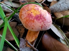 Xerocomellus bolinii