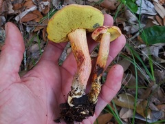 Xerocomellus bolinii