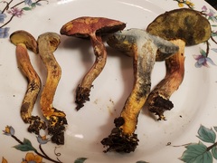 Xerocomellus bolinii