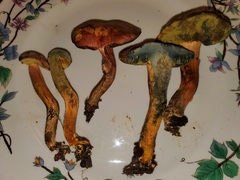 Xerocomellus bolinii