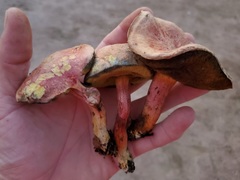 Xerocomellus bolinii