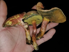 Xerocomellus bolinii