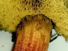 Xerocomellus bolinii