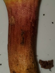 Xerocomellus bolinii