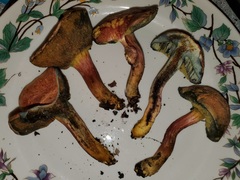 Xerocomellus bolinii