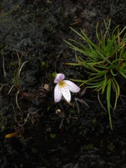 Lysipomia brachysiphonia