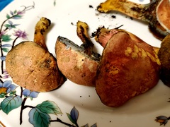 Xerocomellus bolinii