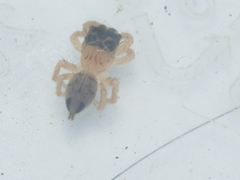 Evarcha flavocincta