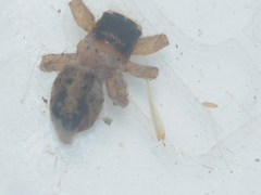 Evarcha flavocincta
