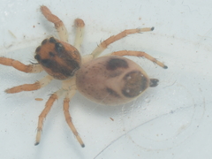 Hyllus diardi