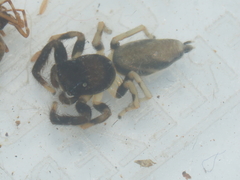 Thiania bhamoensis