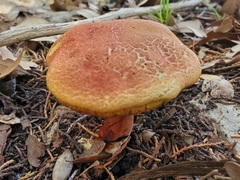 Boletus paulae