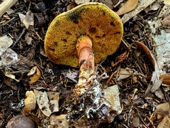 Boletus paulae