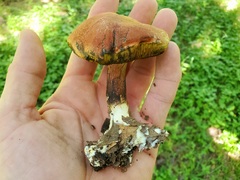 Boletus paulae