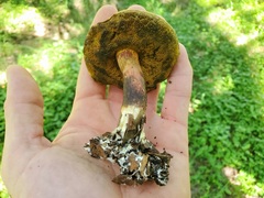 Boletus paulae