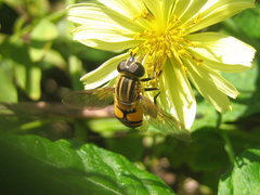 Mesembrius bengalensis