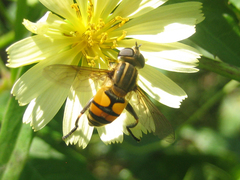 Mesembrius bengalensis